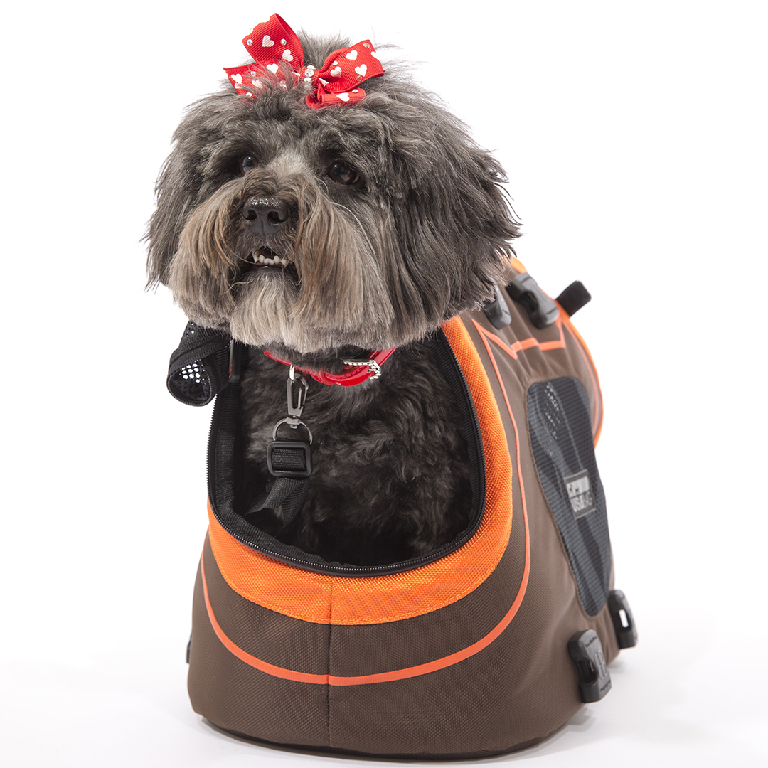 超歓迎 犬のキャリーバッグ インフィニタ ブラウンxオレンジ Infinita Dog Bag Egr 品 メール便全国送料無料 Www Arnabmobility Com